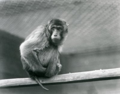 Un macaco dalla coda di maiale seduto su un trespolo nel suo recinto allo Zoo di Londra (foto in b/n) da Frederick William Bond