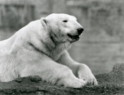 Un orso polare che riposa su una sporgenza rocciosa allo zoo di Londra nel 1931 da Frederick William Bond