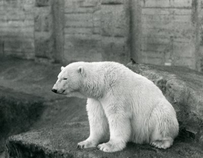Un Orso Polare seduto su una sporgenza rocciosa allo Zoo di Londra nel settembre 1927 da Frederick William Bond