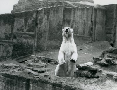 Un orso polare seduto nel suo recinto alla base delle terrazze Mappin allo Zoo di Londra, settembre 1928 da Frederick William Bond