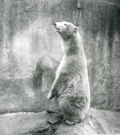 Un orso polare seduto sulle zampe posteriori allo Zoo di Londra nel 1929 da Frederick William Bond