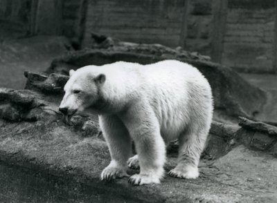 Un orso polare in piedi al bordo del suo recinto alla base delle Terrazze Mappin, Zoo di Londra, settembre 1928 (foto b/n) da Frederick William Bond