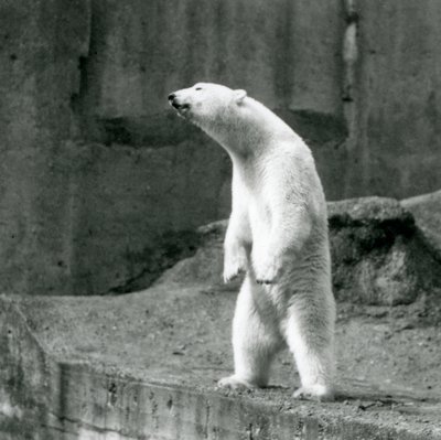 Un Orso Polare in piedi, sulle zampe posteriori, al bordo del suo recinto sulle Terrazze Mappin, Zoo di Londra da Frederick William Bond