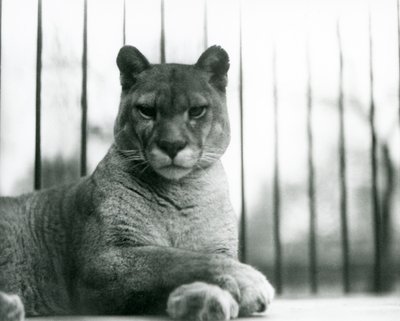 Un puma/cougar/leone di montagna/catamount che riposa allo zoo di Londra nel 1931 (foto in b/n) da Frederick William Bond