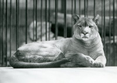 Un puma/leone di montagna sdraiato nel suo recinto allo zoo di Londra nel giugno 1925 da Frederick William Bond