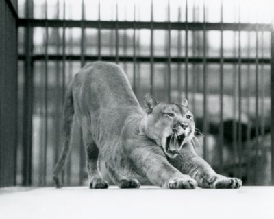 Un puma che sbadiglia e si allunga allo Zoo di Londra, giugno 1925 da Frederick William Bond