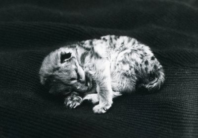 Un cucciolo di puma allo zoo di Londra da Frederick William Bond