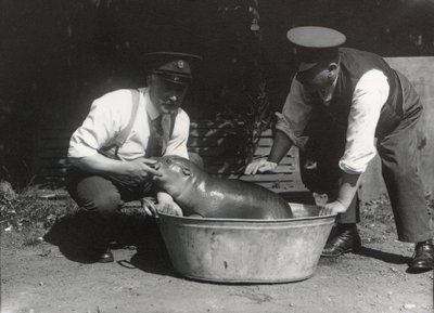 Un ippopotamo pigmeo che si fa un bagno allo ZSL London Zoo, agosto 1928 da Frederick William Bond
