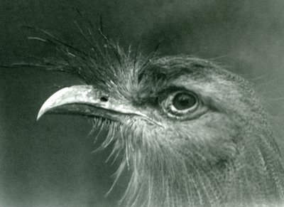 Un seriema dalle zampe rosse allo Zoo di Londra nel 1924 da Frederick William Bond