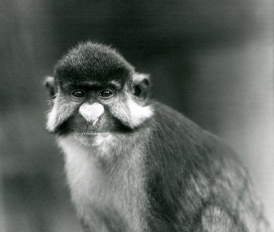 Una scimmia dal naso bianco dalla coda rossa o guenon dalla coda rossa di Schmidt, Zoo di Londra da Frederick William Bond