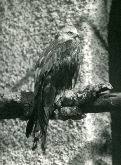 Un nibbio rosso appollaiato su un ramo allo Zoo di Londra nel 1924 da Frederick William Bond