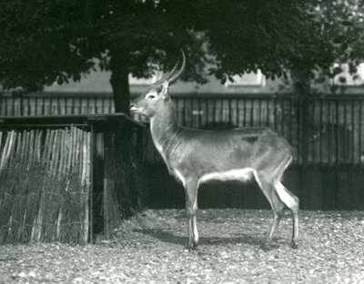 Un lechwe rosso al London Zoo, luglio 1924 da Frederick William Bond