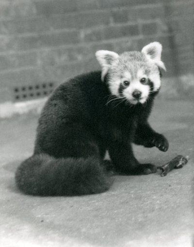 Un panda rosso seduto allo zoo di Londra, 1917 da Frederick William Bond