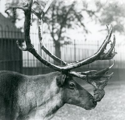 Un cervo che perde il velluto dalle sue corna, Zoo di Londra da Frederick William Bond