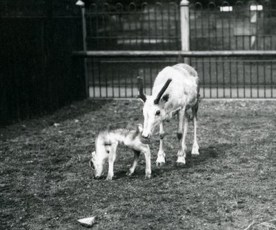 Una renna con il suo vitello allo zoo di Londra, marzo 1914 da Frederick William Bond