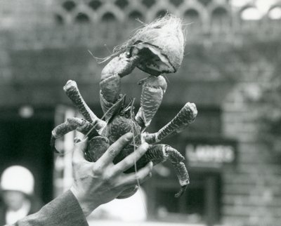Un granchio del cocco che tiene metà di una noce di cocco, sollevato da un custode allo Zoo di Londra nel 1927 da Frederick William Bond