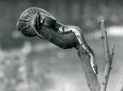 Un pitone reale che scende da un ramo allo Zoo di Londra, ottobre 1925 da Frederick William Bond