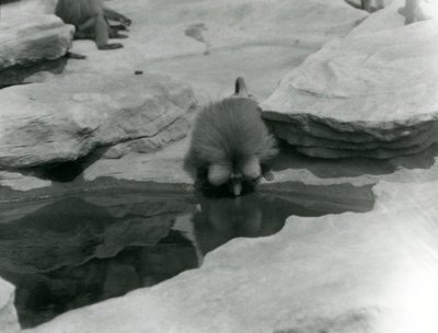 Un Babbuino Sacro che beve da una piscina tra le rocce di 