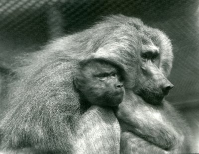 Un babbuino sacro con il suo piccolo allo Zoo di Londra, luglio 1924 da Frederick William Bond