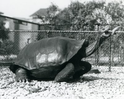 Una Tartaruga delle Galapagos che viene nutrita con una banana su un bastone (foto b/n) da Frederick William Bond