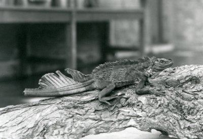 Un lucertolone a vela, con coda danneggiata, riposa su un tronco allo Zoo di Londra nel 1928 da Frederick William Bond