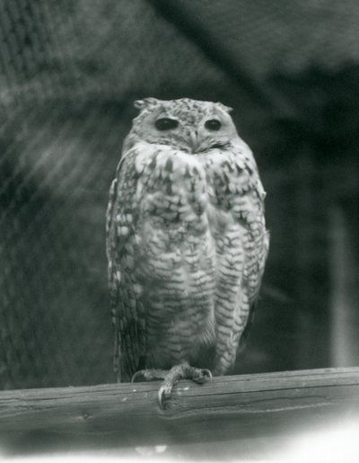 Un gufo reale di Savigny su un ramo allo Zoo di Londra, settembre 1925 da Frederick William Bond