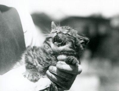 Un gattino selvatico scozzese tenuto nelle mani del suo custode, Zoo di Londra da Frederick William Bond