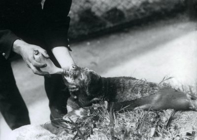 Un cucciolo di foca nutrito con il biberon dal suo custode, Zoo di Londra, agosto 1925 da Frederick William Bond