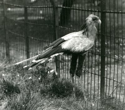Un uccello segretario allo Zoo di Londra, settembre 1923 da Frederick William Bond
