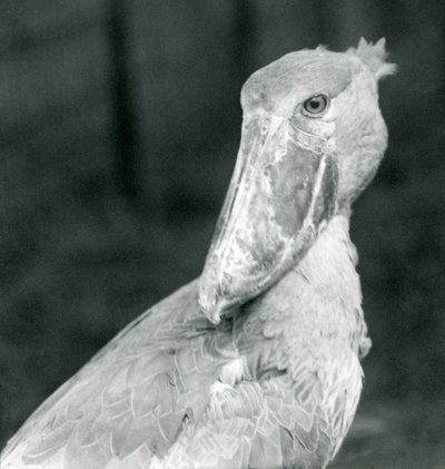 Un cicogna dal becco a scarpa, zoo di Londra, luglio 1926 da Frederick William Bond