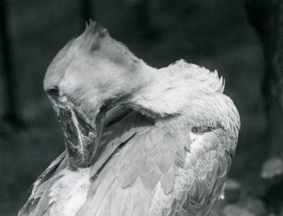 Un becco a scarpa che si pulisce le piume allo Zoo di Londra nel 1926 da Frederick William Bond