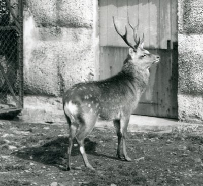 Un cervo maculato giapponese in piedi nel suo recinto, allo Zoo di Londra, agosto 1927 da Frederick William Bond