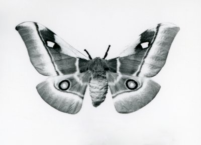 Una falena della seta, Bunaea caffraria, allo zoo di Londra, prima del 1930 da Frederick William Bond