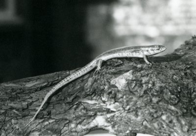 Uno scinco che riposa su un tronco allo Zoo di Londra nel 1929 (foto in bianco e nero) da Frederick William Bond