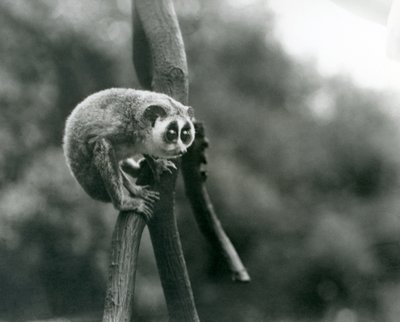 Un lori snello che guarda giù da un ramo, Zoo di Londra, agosto 1926 da Frederick William Bond