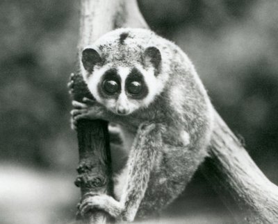 Un Loris Sottile che guarda giù da un ramo, Zoo di Londra, agosto 1926 da Frederick William Bond