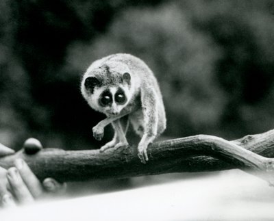 Un lori snello che guarda giù da un ramo tenuto nelle mani di un custode, Zoo di Londra, agosto 1926 da Frederick William Bond