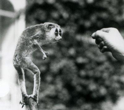 Un lori snello in piedi su un ramo, guardando la mano di un custode mentre gli viene offerto un verme della farina, Zoo di Londra, agosto 1926 da Frederick William Bond
