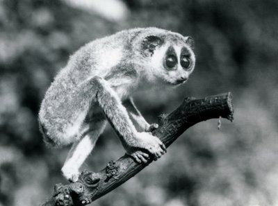 Un loris snello che cammina su un ramo, zoo di Londra, agosto 1926 da Frederick William Bond