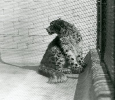 Un Leopardo delle Nevi seduto, sul pavimento, Zoo di Londra da Frederick William Bond