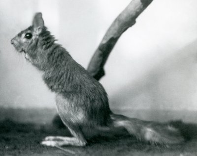 Un Saltatore del Capo seduto vicino a un ramo nel suo recinto, Zoo di Londra, dicembre 1925 da Frederick William Bond