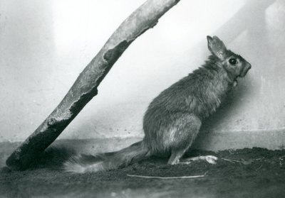 Un Saltatore del Capo seduto sotto un ramo nel suo recinto, Zoo di Londra, dicembre 1925 da Frederick William Bond