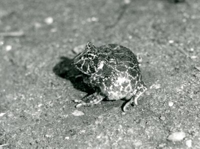 Una rana cornuta sudamericana, Zoo di Londra, dicembre 1925 da Frederick William Bond