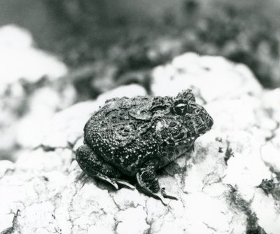 Una rana cornuta sudamericana seduta su una roccia, Zoo di Londra, agosto 1928 da Frederick William Bond