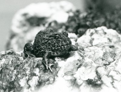 Una rana cornuta sudamericana seduta su una roccia mostrando la sua posa difensiva, Zoo di Londra, agosto 1928 da Frederick William Bond