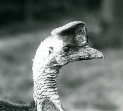 Casuario Meridionale allo Zoo di Londra, giugno 1925 da Frederick William Bond