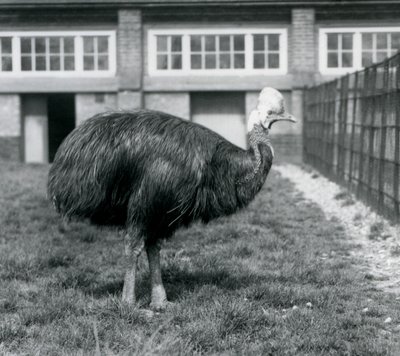 Un casuario meridionale al London Zoo, giugno 1925 da Frederick William Bond