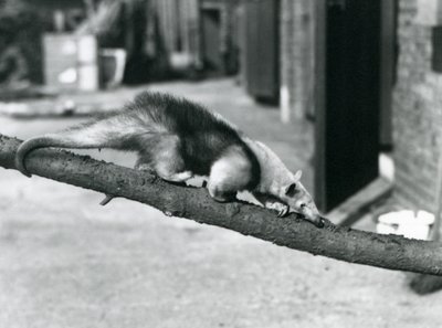 Un Tamandua meridionale/Formichiere dal collare/Formichiere minore, che cammina lungo un ramo allo Zoo di Londra da Frederick William Bond