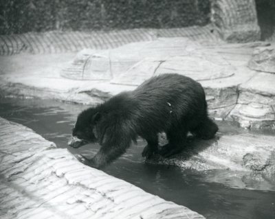 Un orso dagli occhiali o andino attraversa un ruscello all