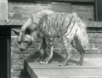 Una iena striata in piedi su una piattaforma nel suo recinto al London Zoo, giugno 1925 da Frederick William Bond